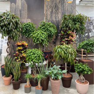 gruppo di piante da interno verdi e colorate 