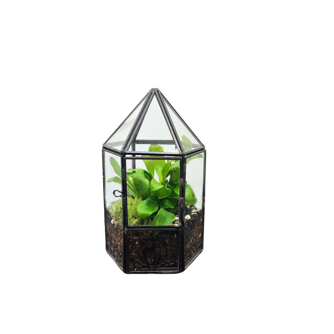 Terrarium
