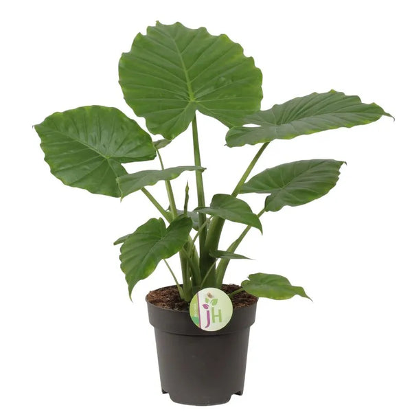 Alocasia Gageana Californi D.17 H.55 cm